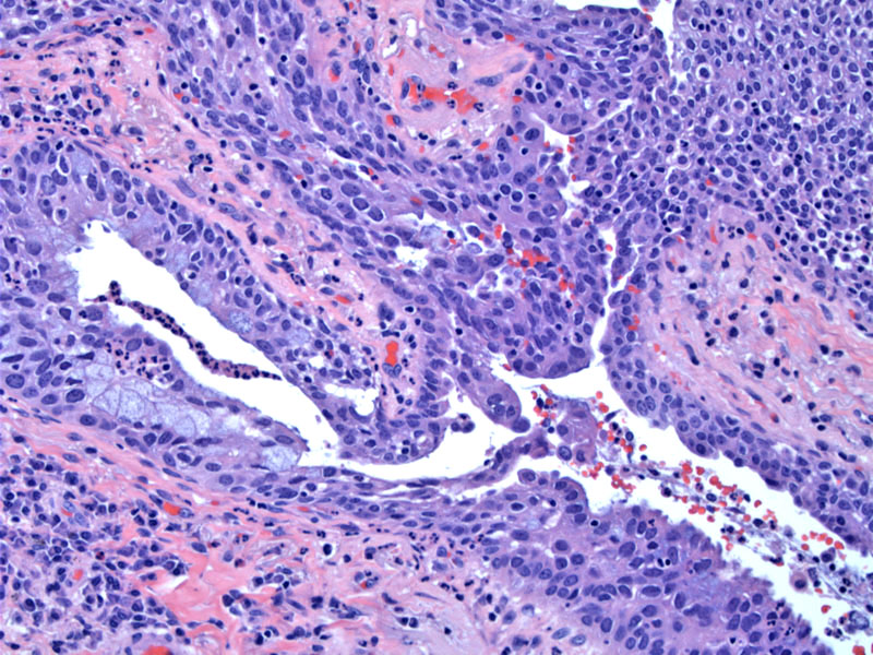 Path Image